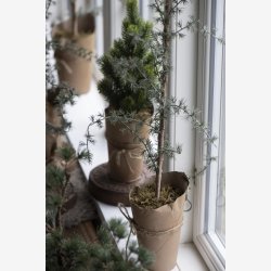 Cedertr i potte. Kunstig