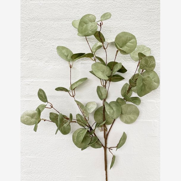 Eukalyptus, grgrn, Gren, 80 cm.