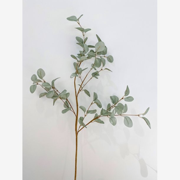 Eukalyptus. Evighedsblomst