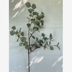Eukalyptus. Evighedsblomst