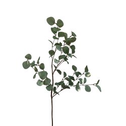 Eukalyptus. Evighedsblomst