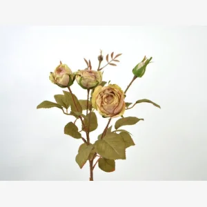 Rosengren, creme med rosa bund