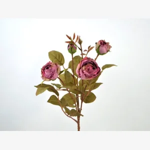 Rosengren, gammel rosa