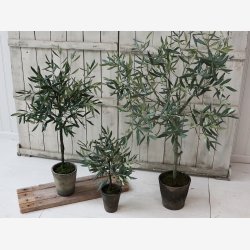 Chic Antique oliventr i gammel keramik potte. H 104 cm