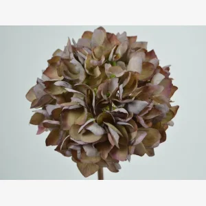 Hortensia, Gray - Mallow