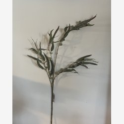 Eucalyptus gren med br,96 cm grgrn