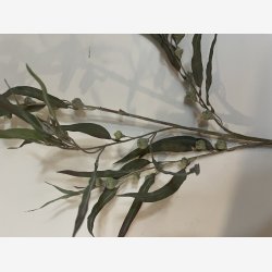 Eucalyptus gren med br,96 cm grgrn