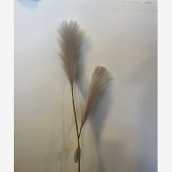 Evigheds siv med to grene, rosa