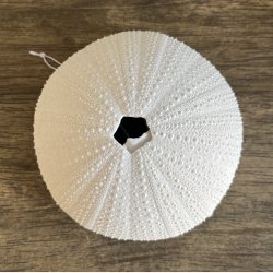 Koraller, st af 3 stk 