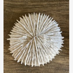 Koraller, st af 3 stk 